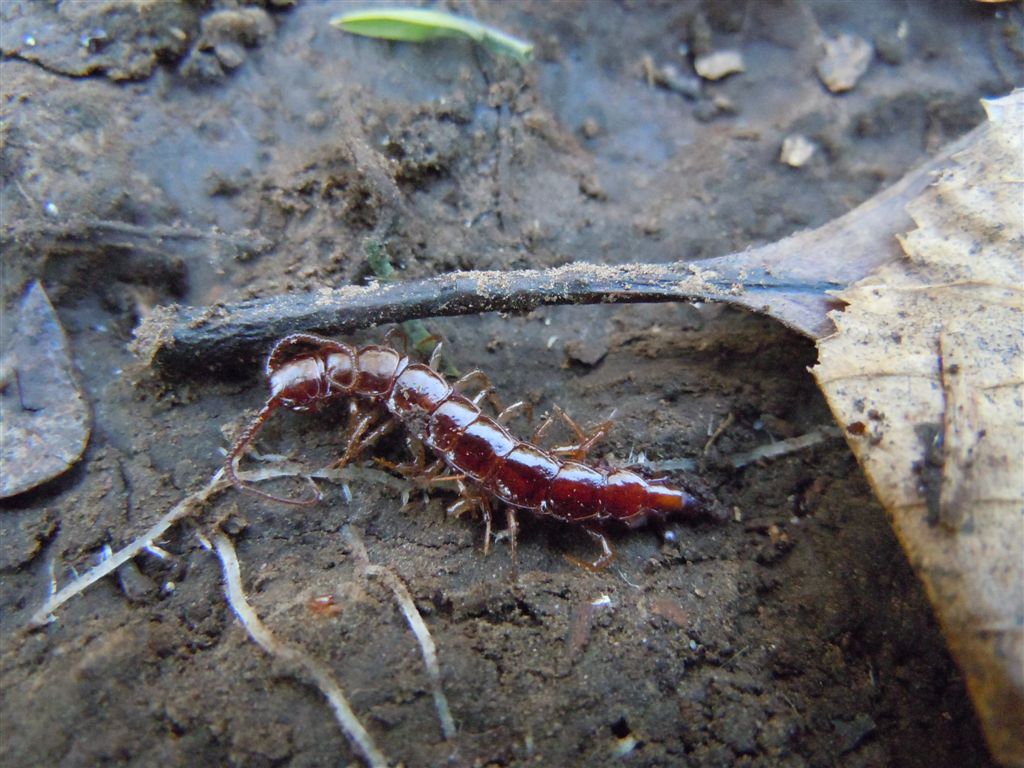 Scolopendra da identificare